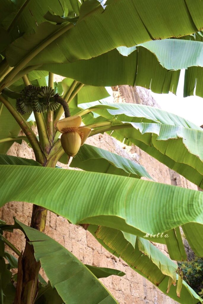 中庭のバナナの木