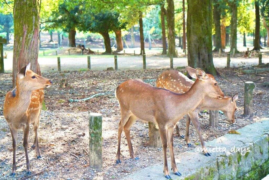 奈良公園の鹿