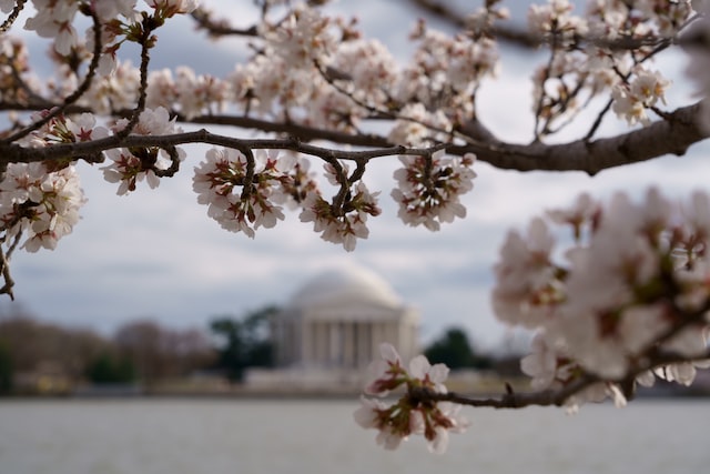 ワシントンDCの八重桜